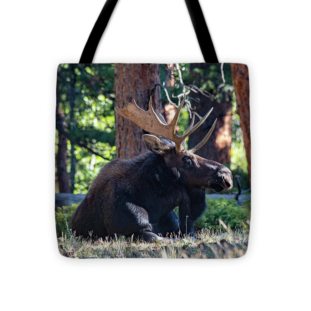 Moose Tote Bag featuring the photograph Chillin' by Darlene Bushue