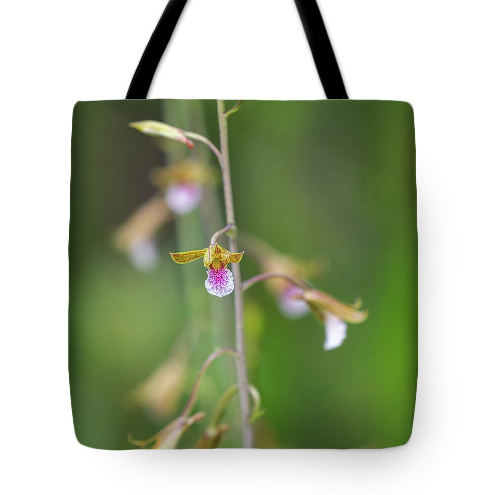 Big Cypress National Preserve Tote Bag featuring the photograph Chinese Crown Orchid by Rudy Wilms