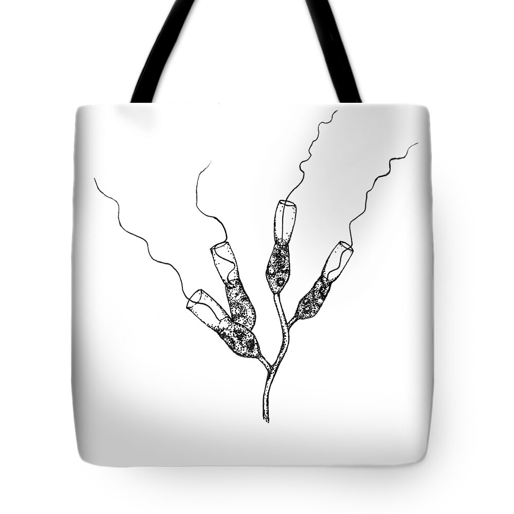Protozoa Tote Bag featuring the drawing Choanoflagellates by Kate Solbakk