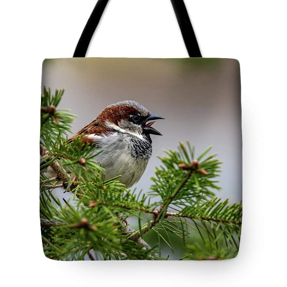 Bird Tote Bag featuring the photograph Chirp by Cathy Kovarik