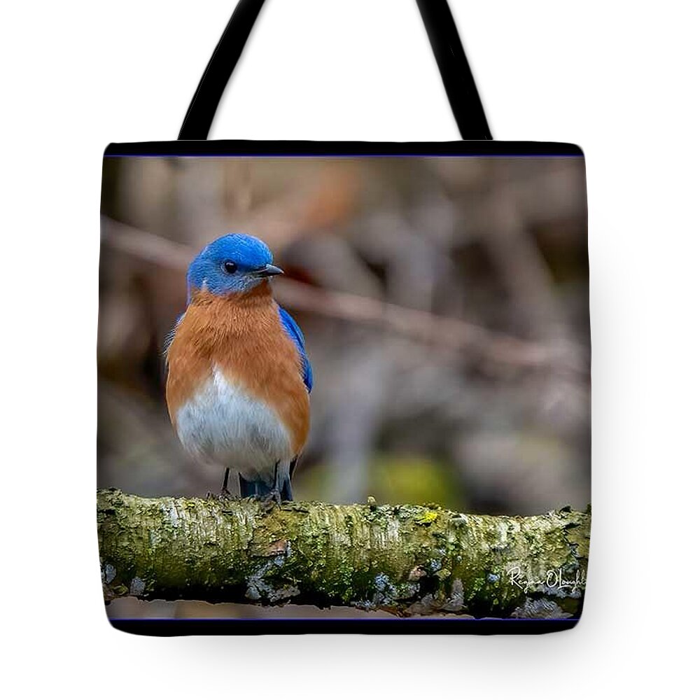 Bird Tote Bag featuring the photograph Chubby Bluebird by Regina Muscarella