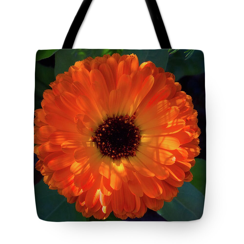 Beautiful Tote Bag featuring the photograph Circular Orange Blossom by David Desautel