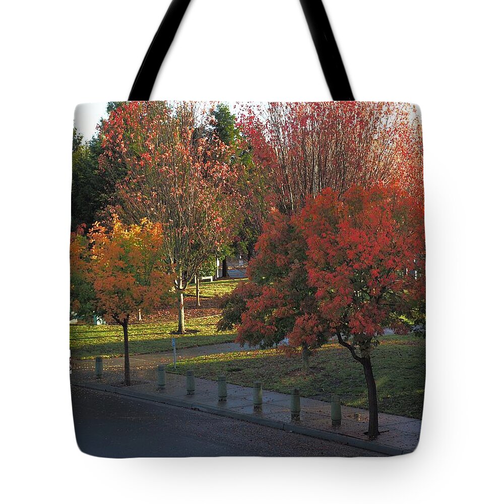 Tree Tote Bag featuring the photograph City Park Autumn by Richard Thomas