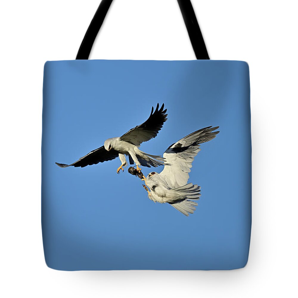 Elanus Leucurus Tote Bag featuring the photograph Claws to Claws - White-tailed Kite mid-air prey transfer by Amazing Action Photo Video