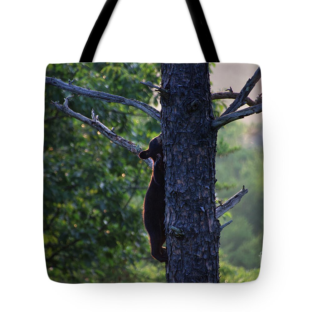 Bear Tote Bag featuring the photograph Climbing Bear 3 by Phil Perkins