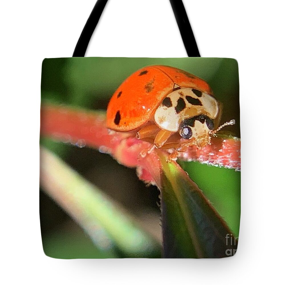 Beetle Tote Bag featuring the photograph Climbing Beetle by Catherine Wilson