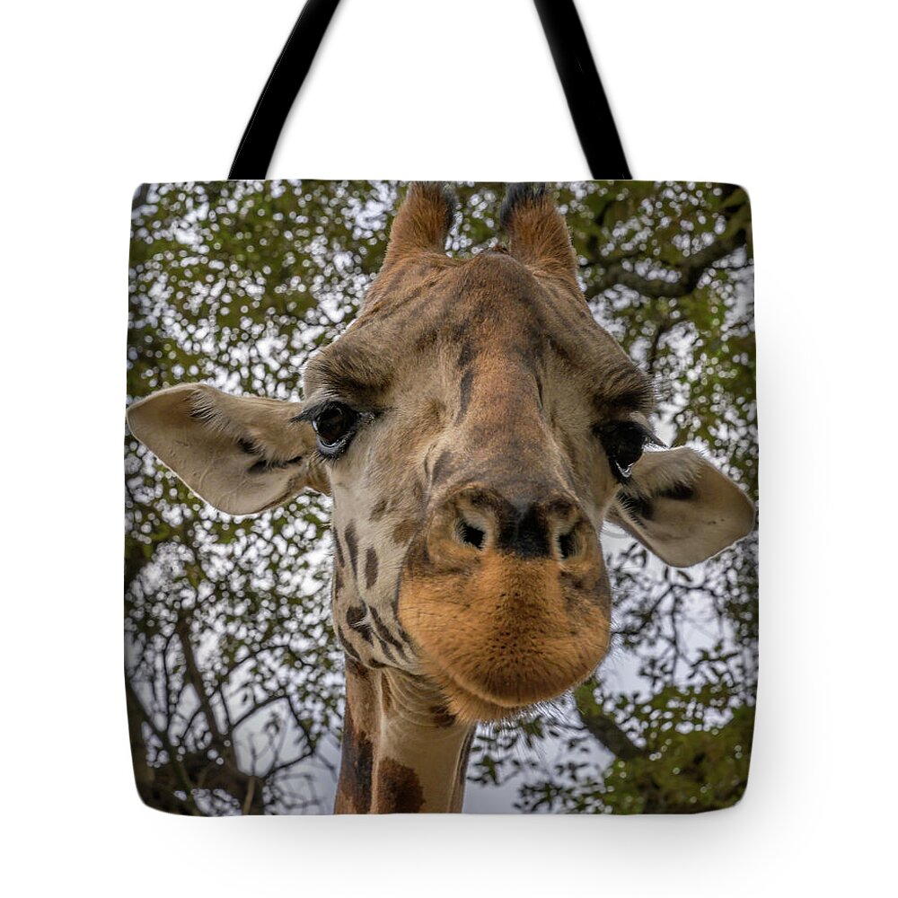 Africa Tote Bag featuring the photograph Close Up of a Giraffe by Laura Hedien