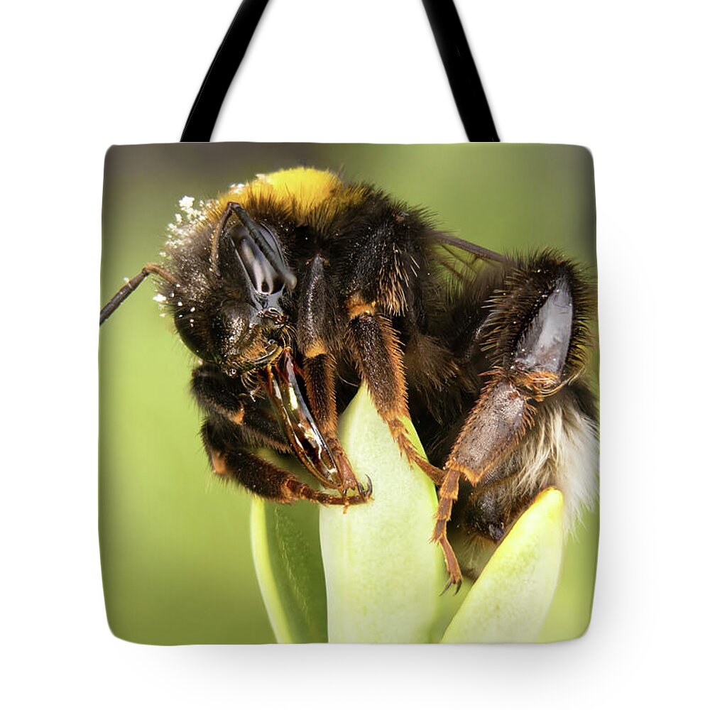 Nature Tote Bag featuring the photograph Close Up Of An Earth Bumblebee by MPhotographer