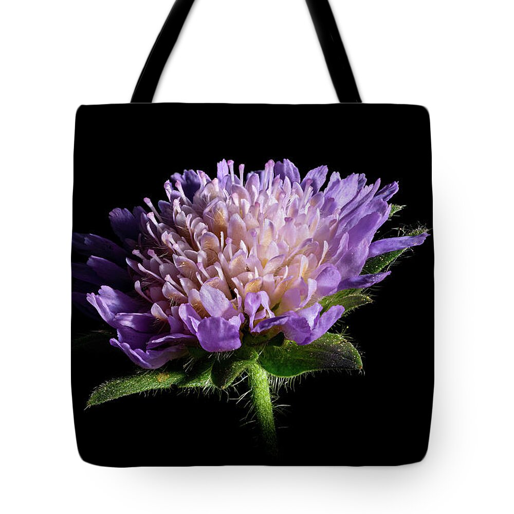 Striking Tote Bag featuring the photograph Close up of pink flowers of a common field scabious wildflower by Stan Weyler