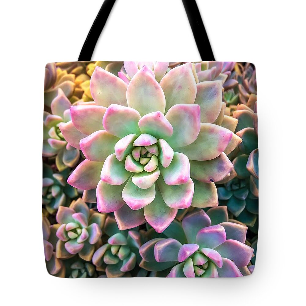 Succulent Plant Collection Tote Bag