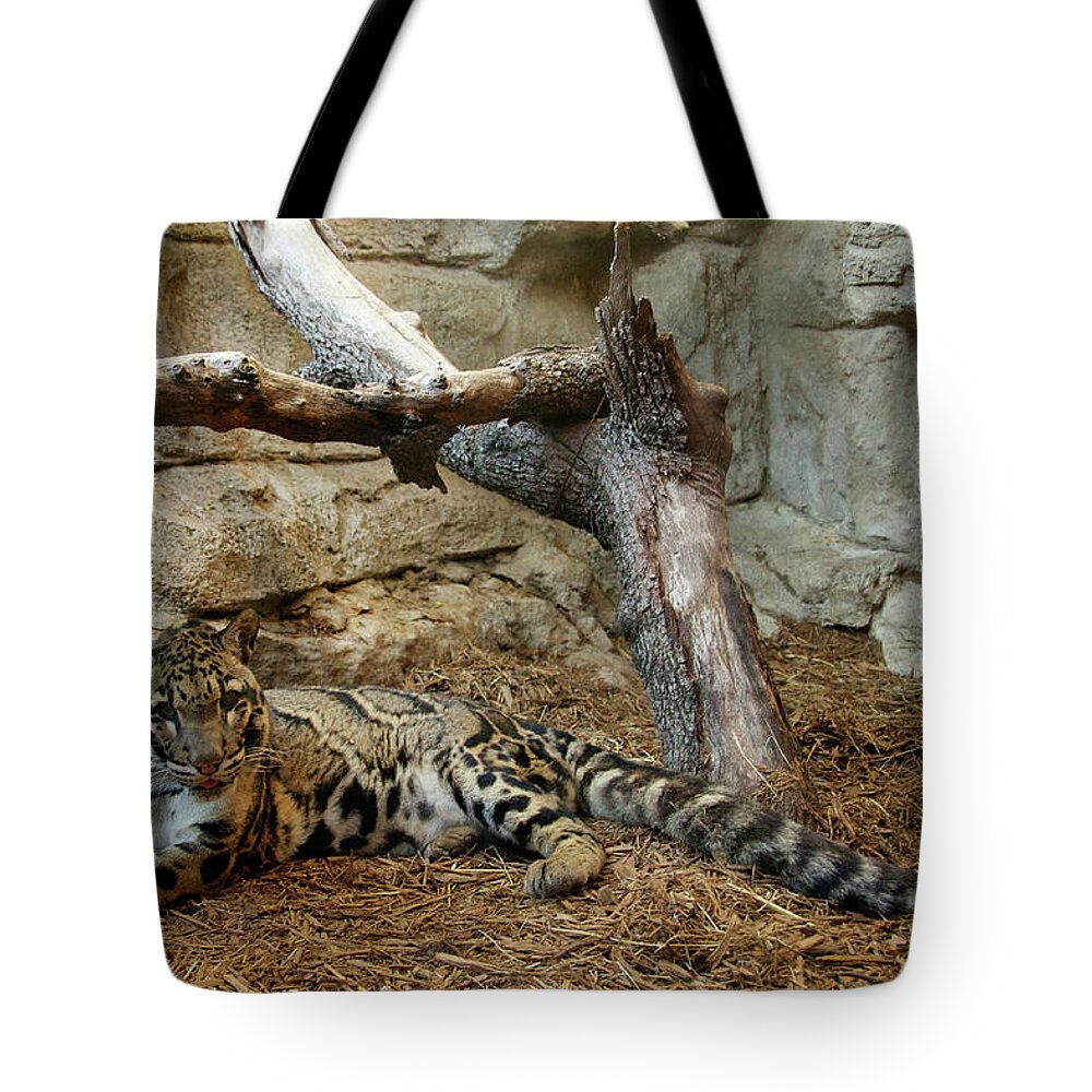 Clouded Leopard Tote Bag featuring the photograph Clouded Leopard by Melissa Southern