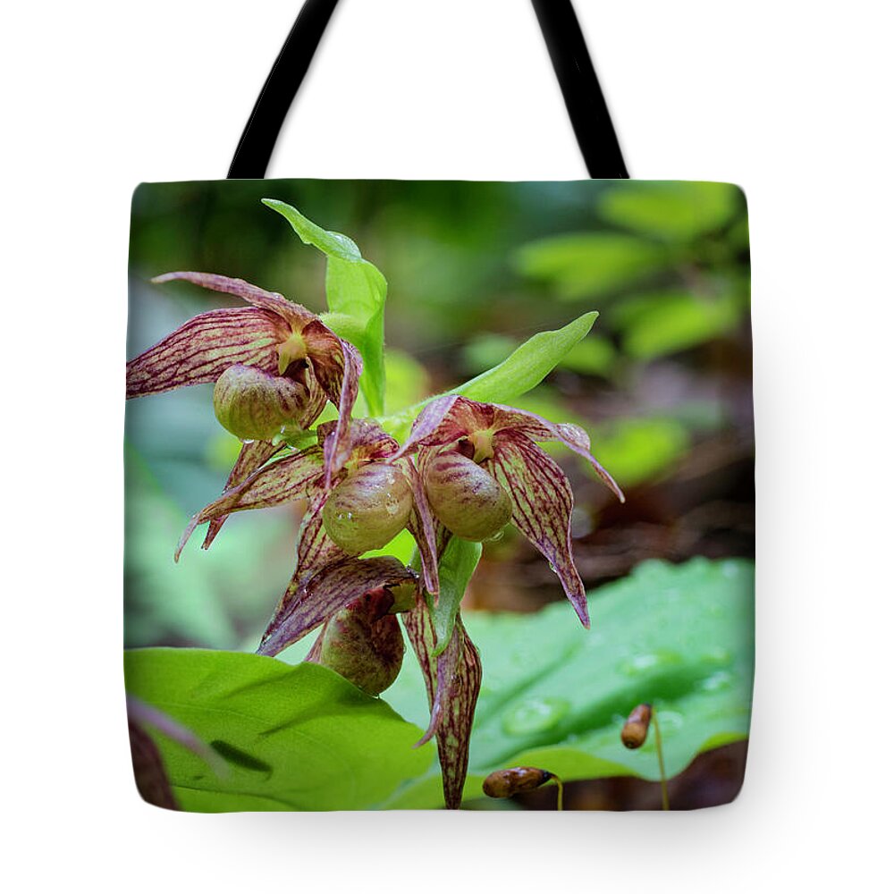 Betty Depee Tote Bag featuring the photograph Clustered Lady's-slipper by Betty Depee