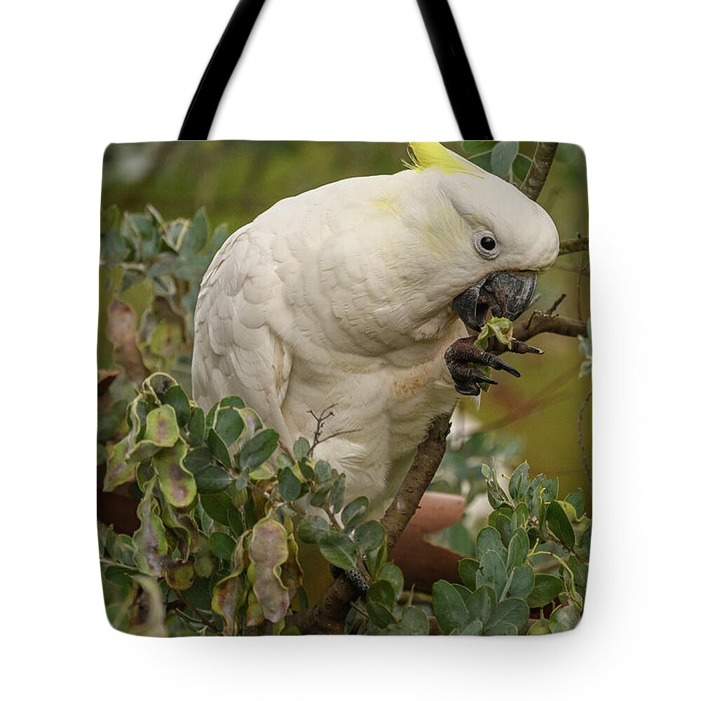 Wildlife Tote Bag featuring the photograph Cockatoo 10 by Werner Padarin