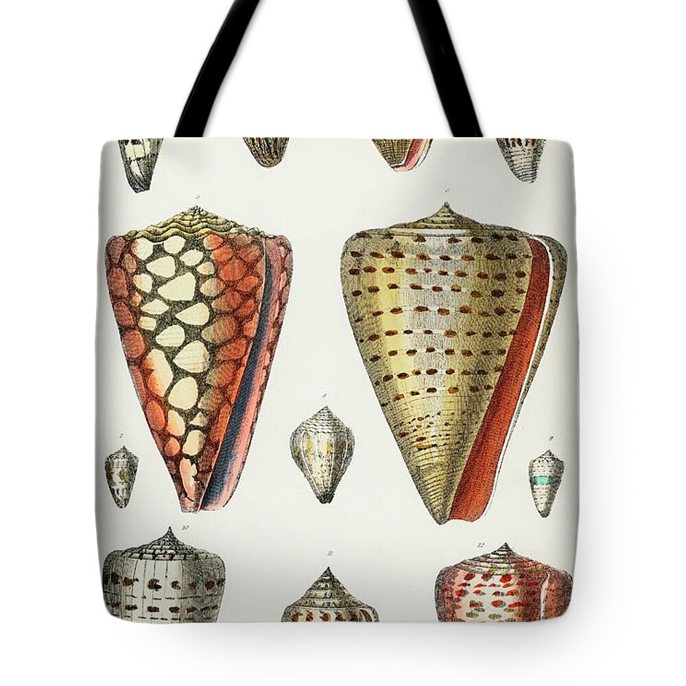 Vintage Print Tote Bag featuring the mixed media Collection Of Shells by World Art Collective