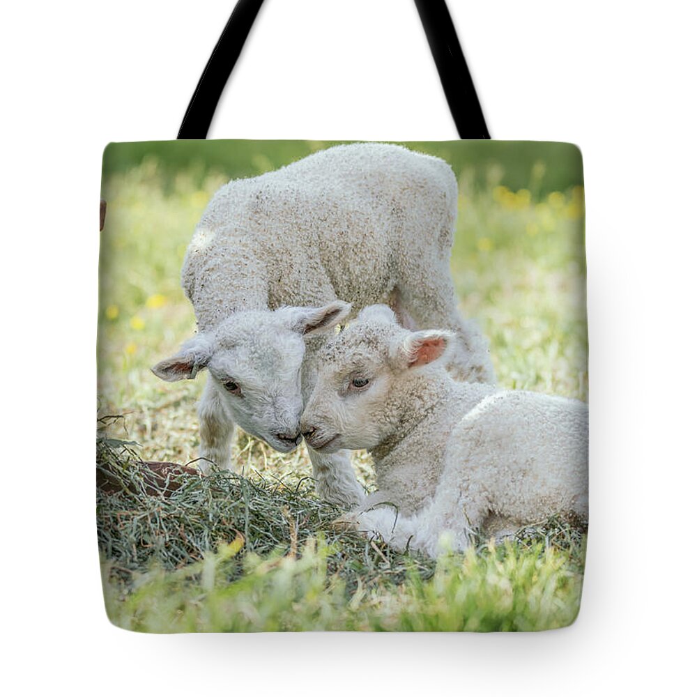 Sheep Tote Bag featuring the photograph Colonial Lambs Nuzzle Noses by Rachel Morrison