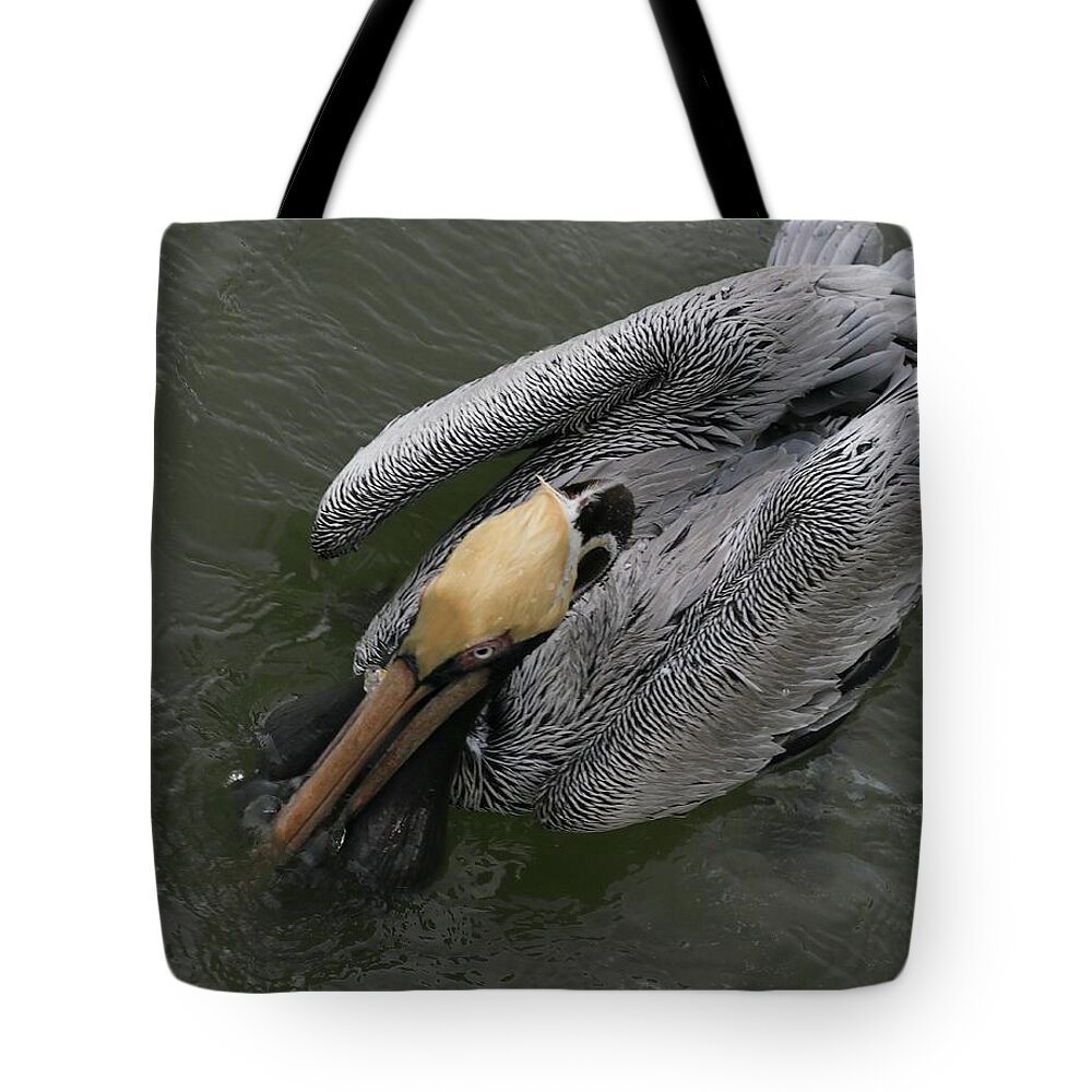 Pelicans Tote Bag featuring the photograph Color Match by Mingming Jiang