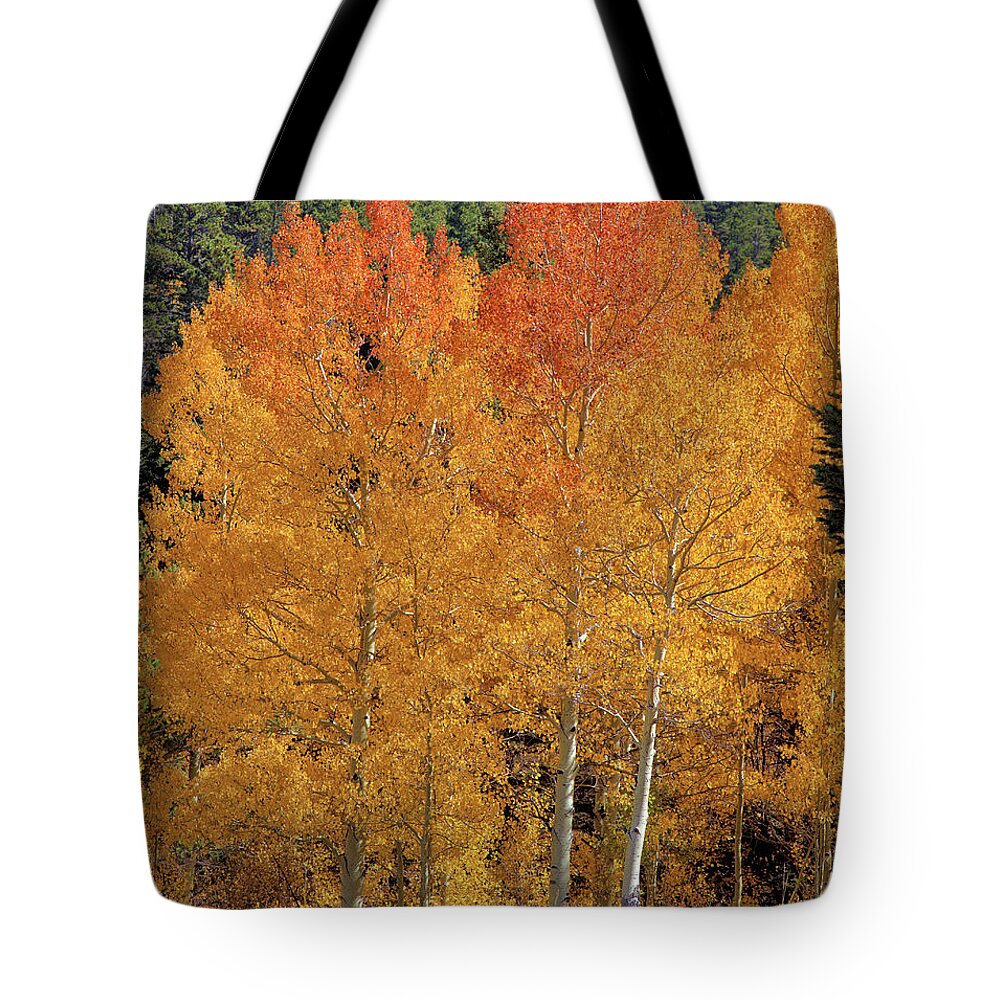Colorado Tote Bag featuring the photograph Colorado Fall Colors by Bob Falcone