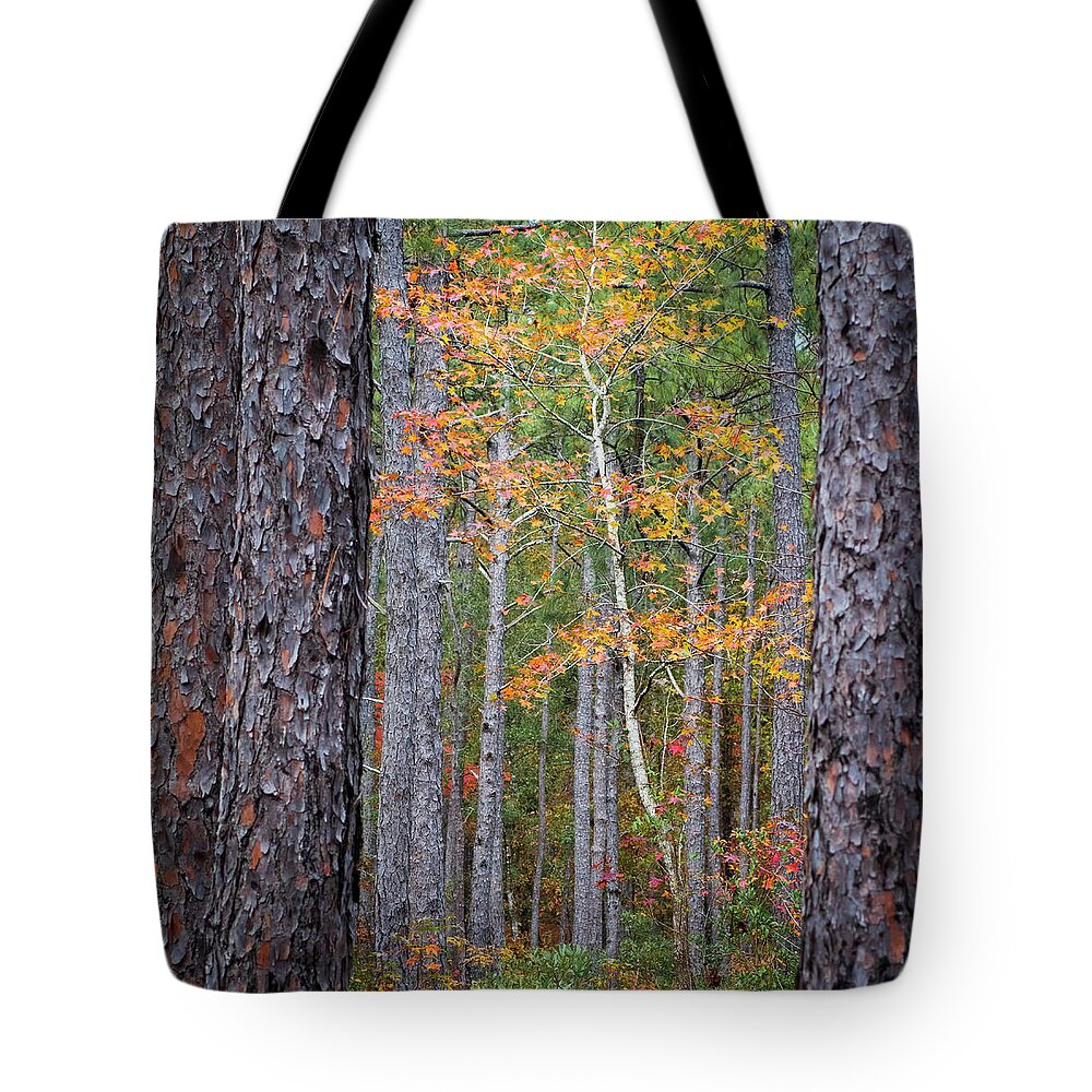 Fall Tote Bag featuring the photograph Colorful Birch Tree Among the Pines of the Croatan Forest by Bob Decker