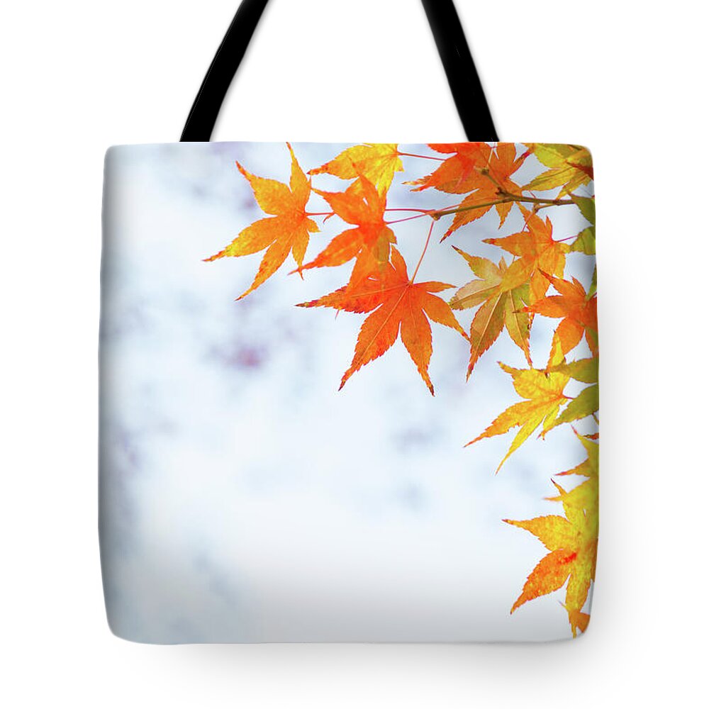 Acer Tote Bag featuring the photograph Colorful maple leaves on branch in autumn / fall by Viktor Wallon-Hars