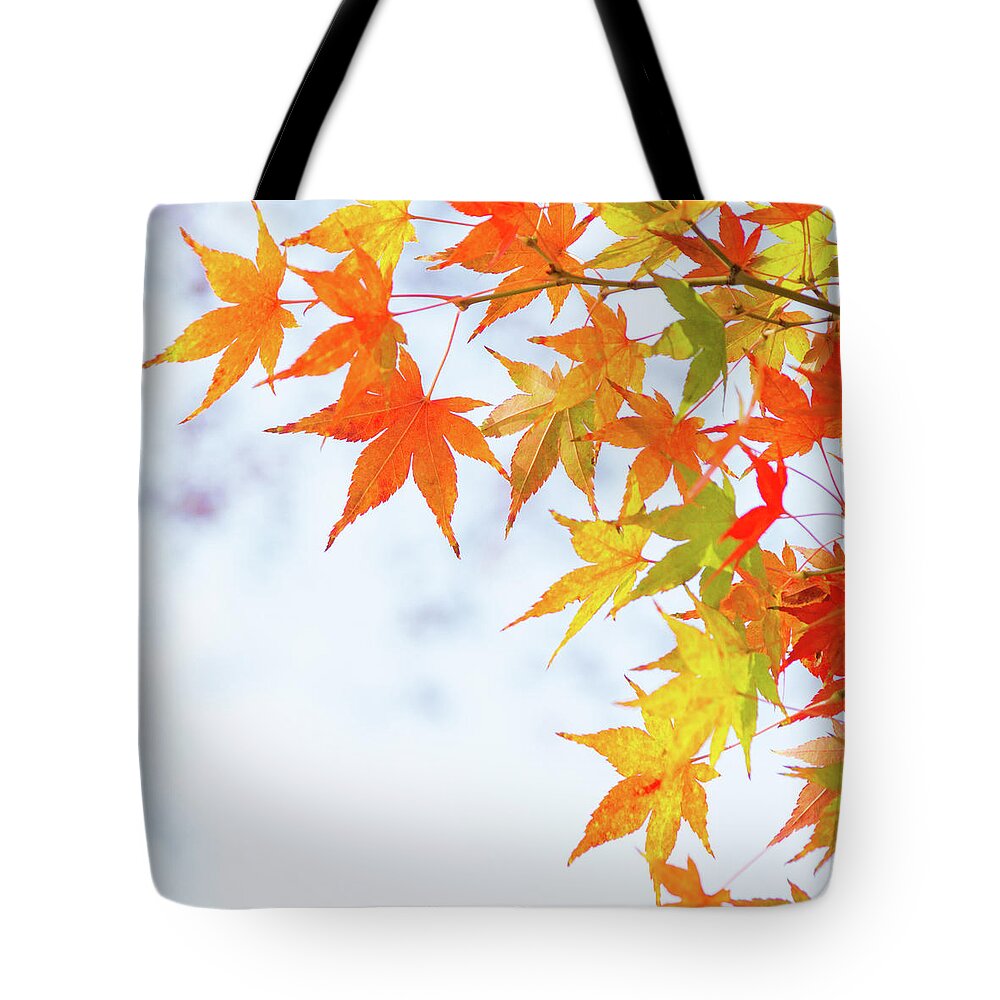 Acer Tote Bag featuring the photograph Colorful maple leaves on branch, square crop by Viktor Wallon-Hars