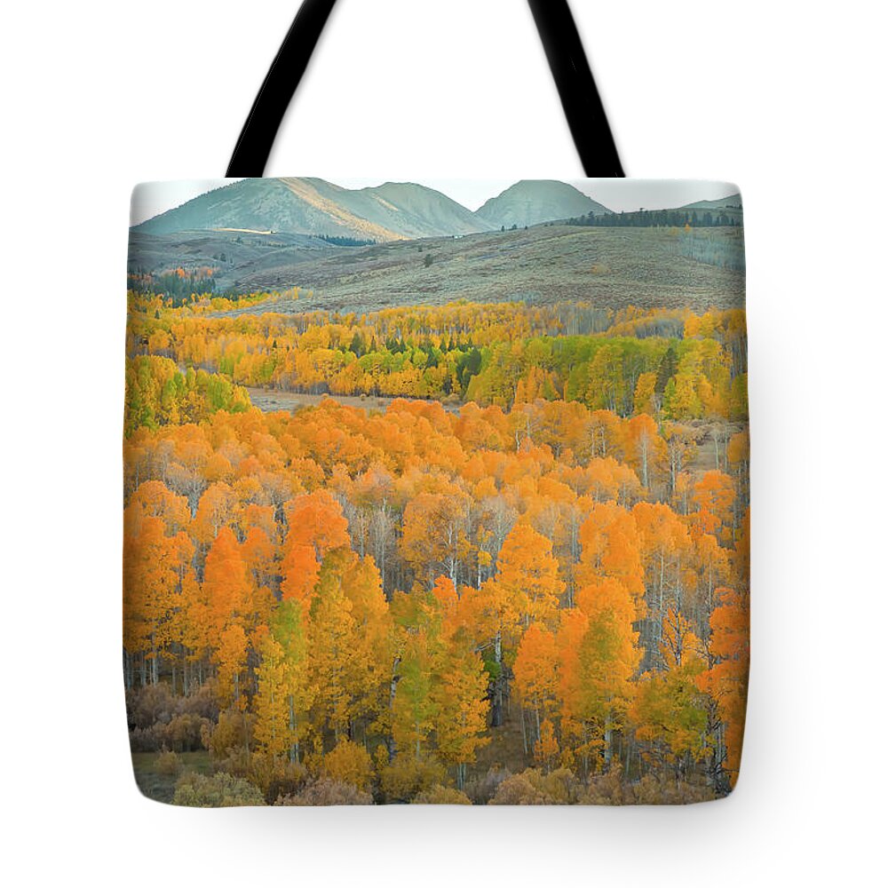 Trees Tote Bag featuring the photograph Colors of the Season by Jonathan Nguyen