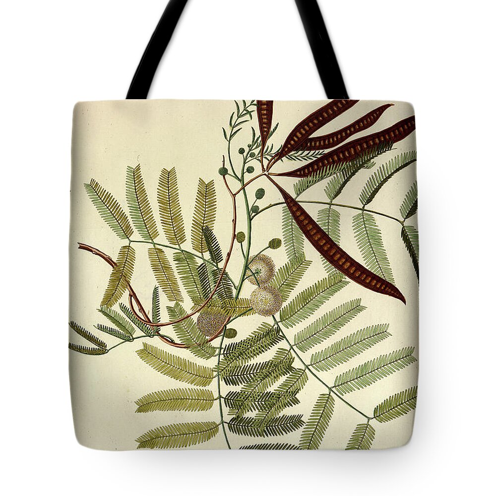 Acaciam Tree Tote Bag featuring the photograph Coloured Copperplate engraving o37 by Botany