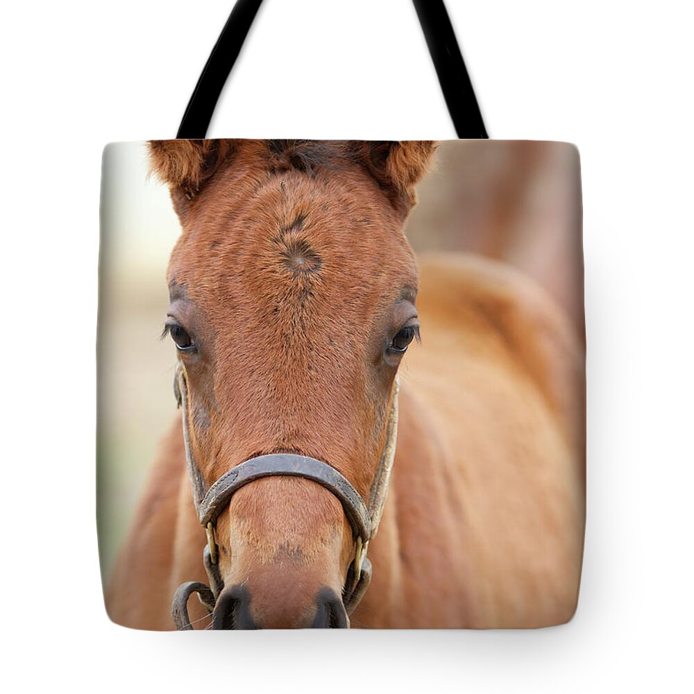 Horse Tote Bag featuring the photograph Lucky Number Six by Chris Scroggins