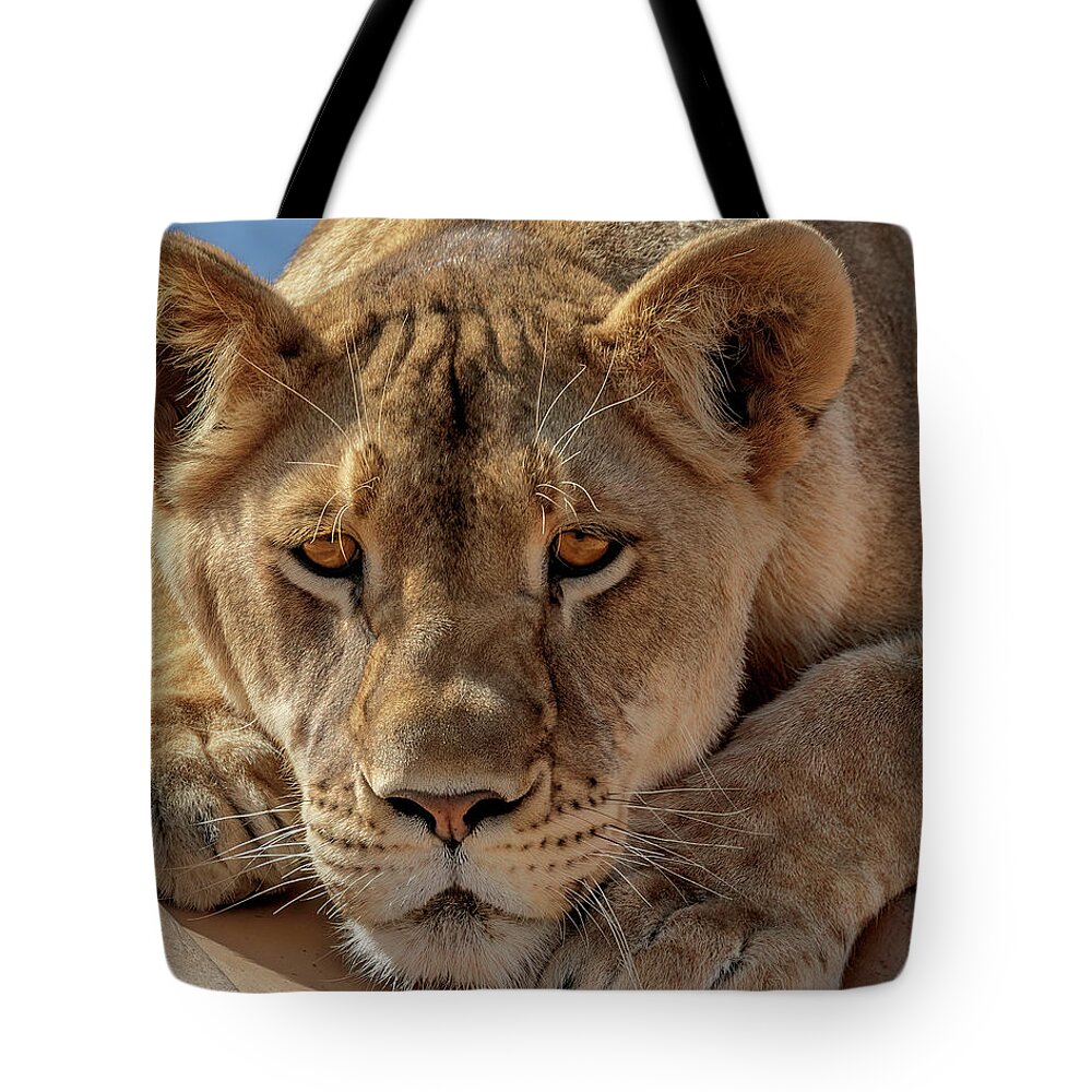 Come A Little Closer Tote Bag featuring the photograph Come A Little Closer by Wes and Dotty Weber
