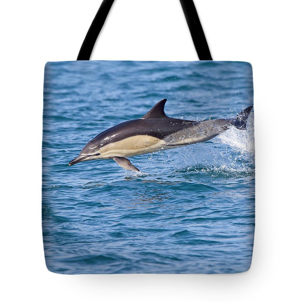 Dolphin Tote Bag featuring the photograph Common Dolphin leaping, Cornwall. by Tony Mills