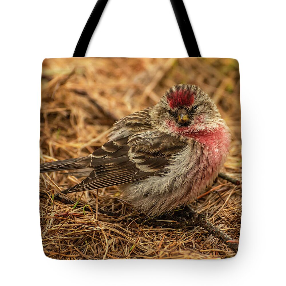 Common Redpoll Tote Bag featuring the photograph Common Redpoll by Constance Puttkemery