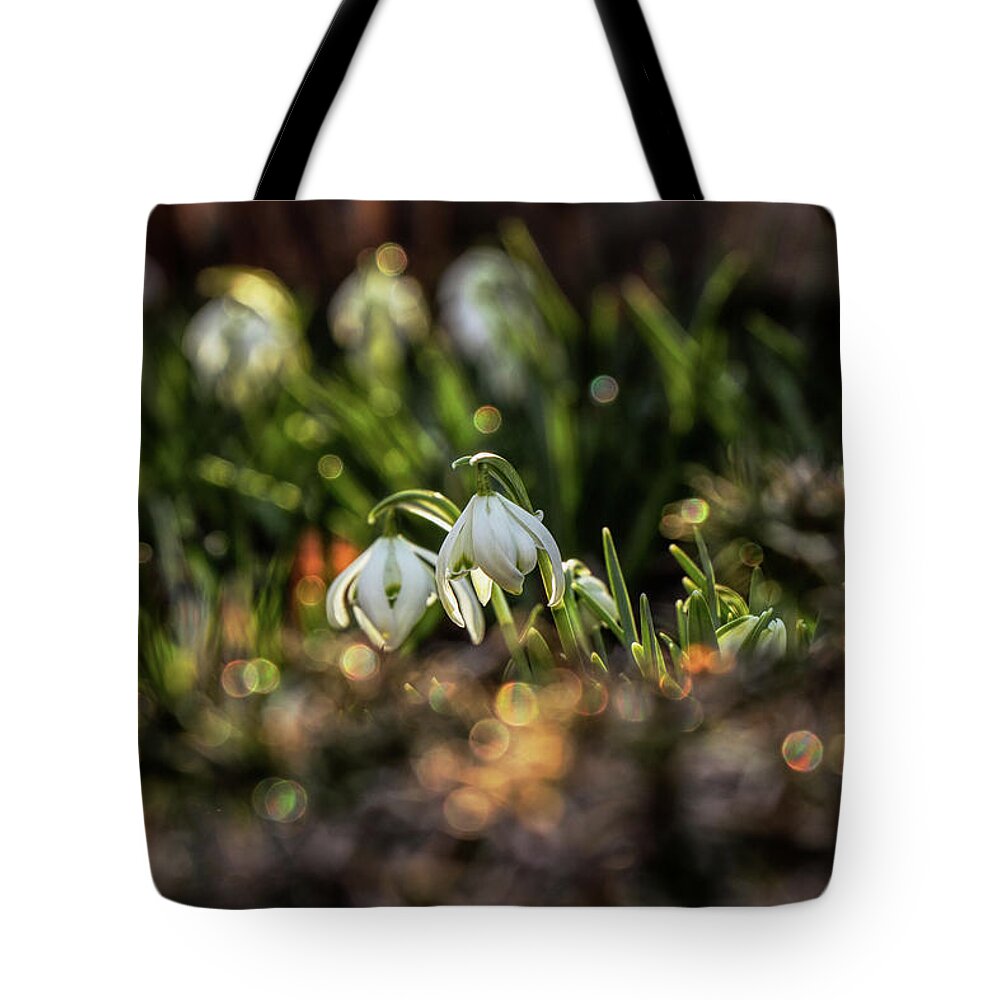 Galanthus Nivalis Tote Bag featuring the photograph Galanthus nivalis, growing in beautiful garden by Vaclav Sonnek