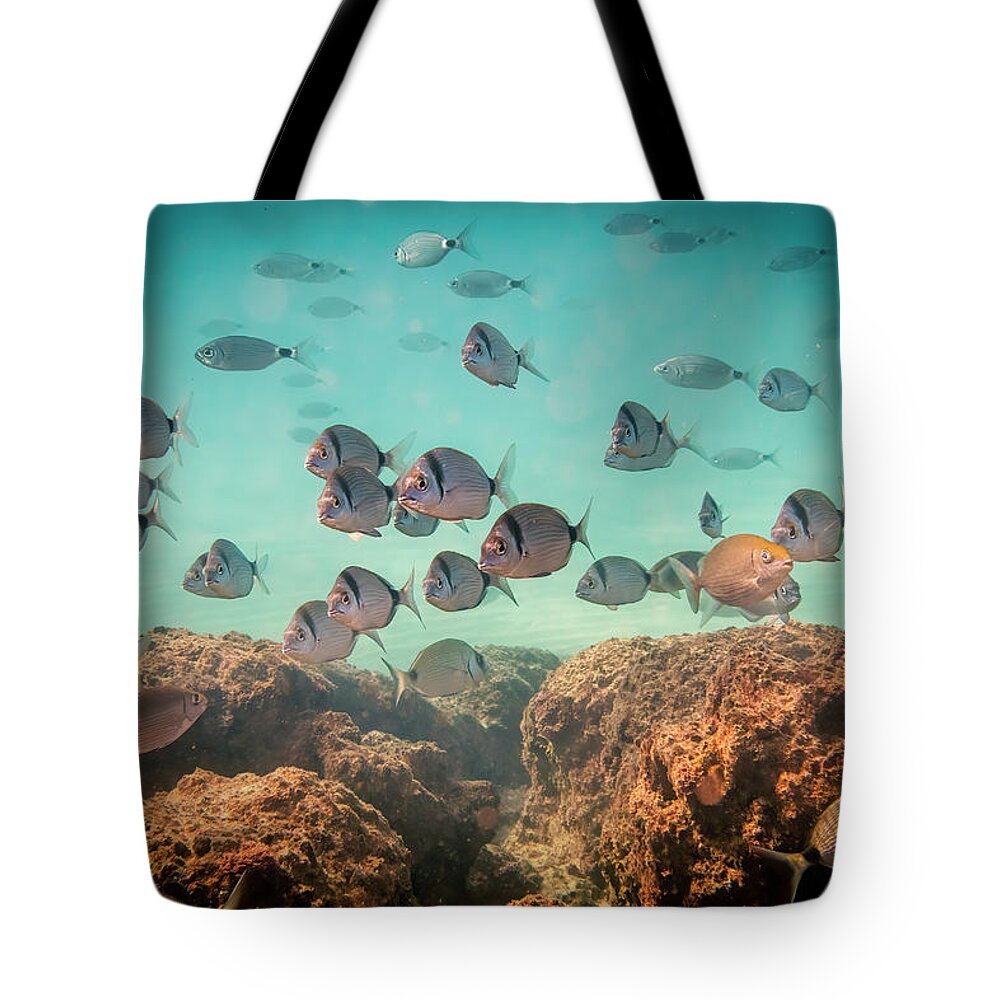 Fish Tote Bag featuring the photograph Common two-banded sea bream by Meir Ezrachi