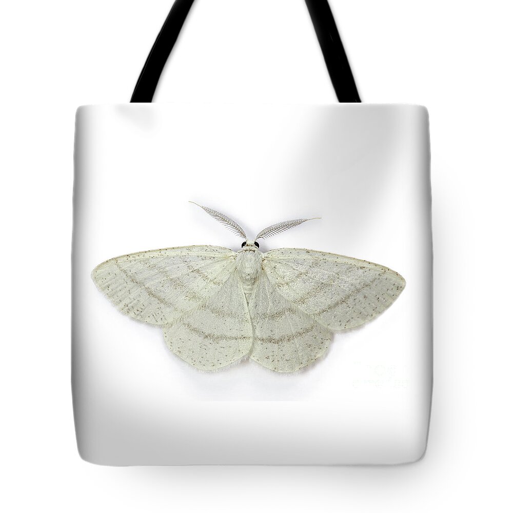 Common White Wave Tote Bag featuring the photograph Common White Wave moth by Warren Photographic