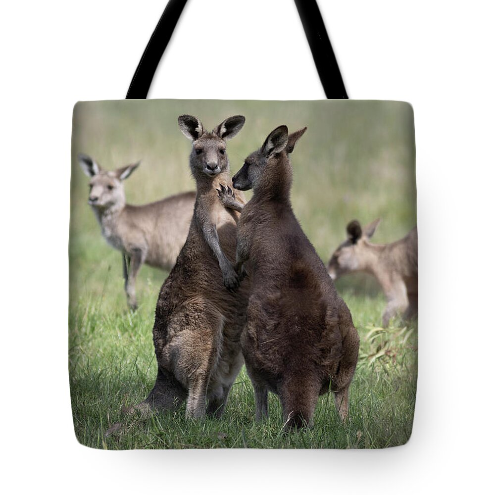 Landscape Tote Bag featuring the photograph Confirmation by Masami IIDA
