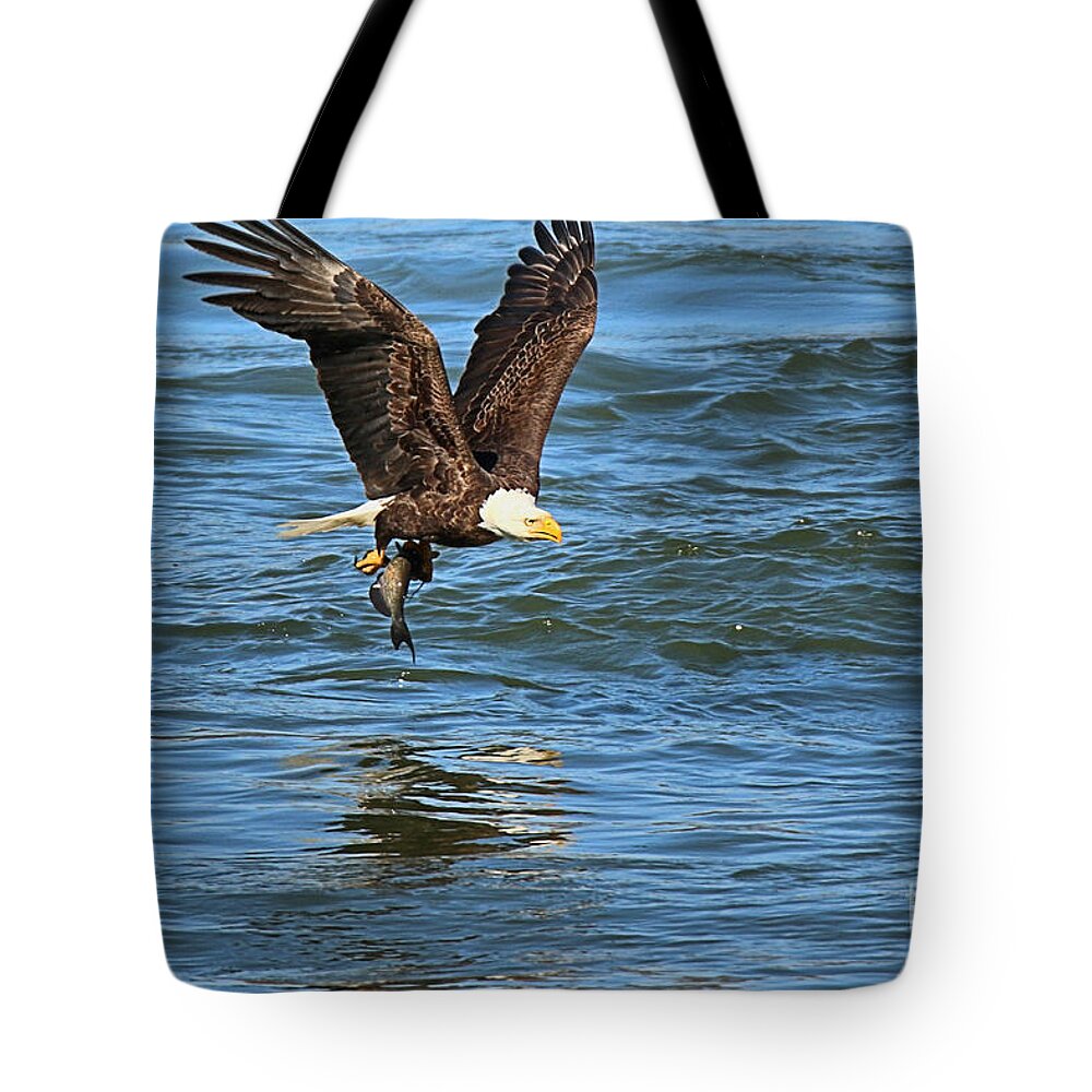 Conowingo Eagle Fishing Reflections Closeup Tote Bag by Adam