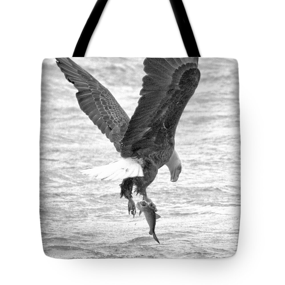 Conowingo Tote Bag featuring the photograph Conowingo Eagle Looking Down At The Catch Black And White by Adam Jewell