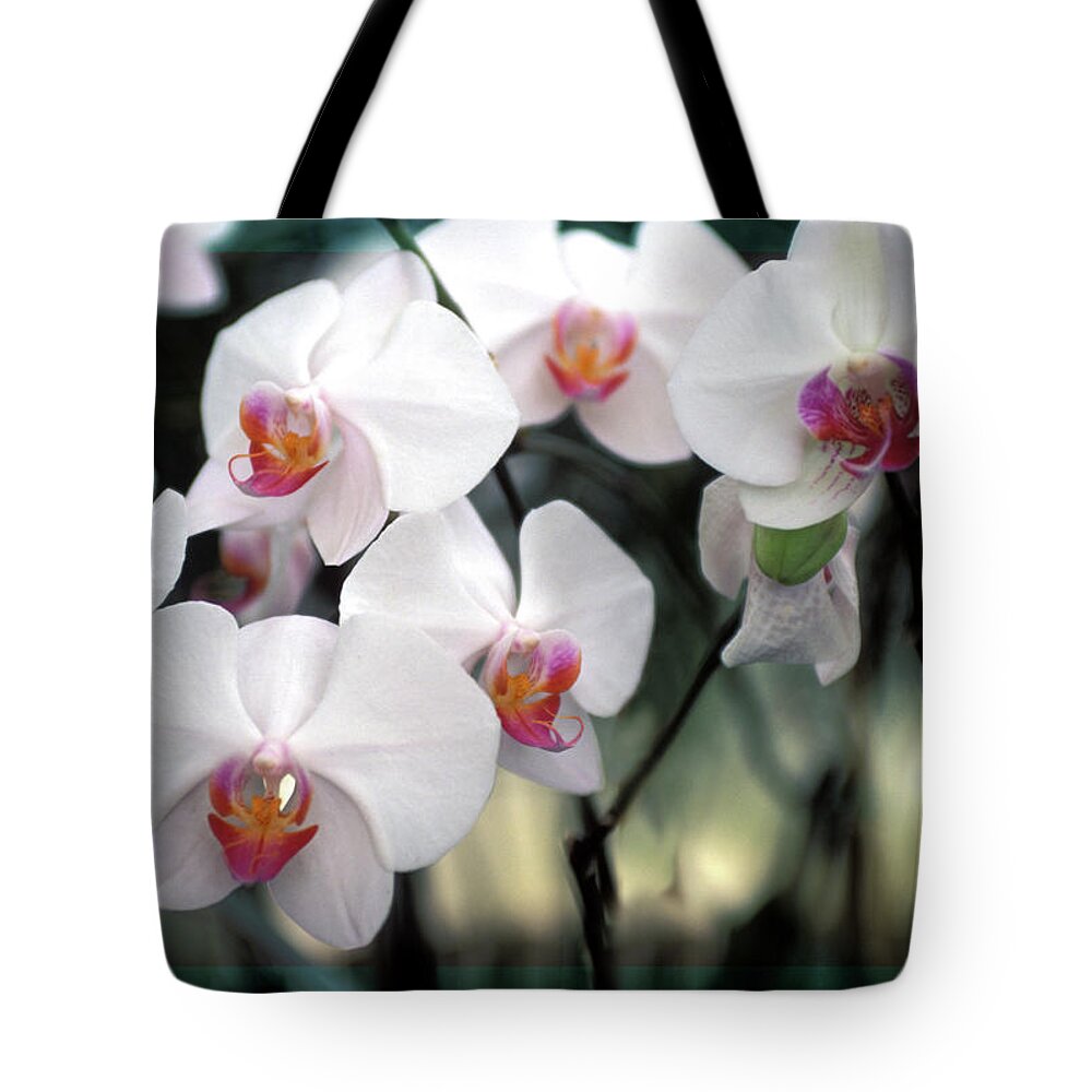 White Orchids Tote Bag featuring the photograph Convocation of Orchids by Bruce Frank