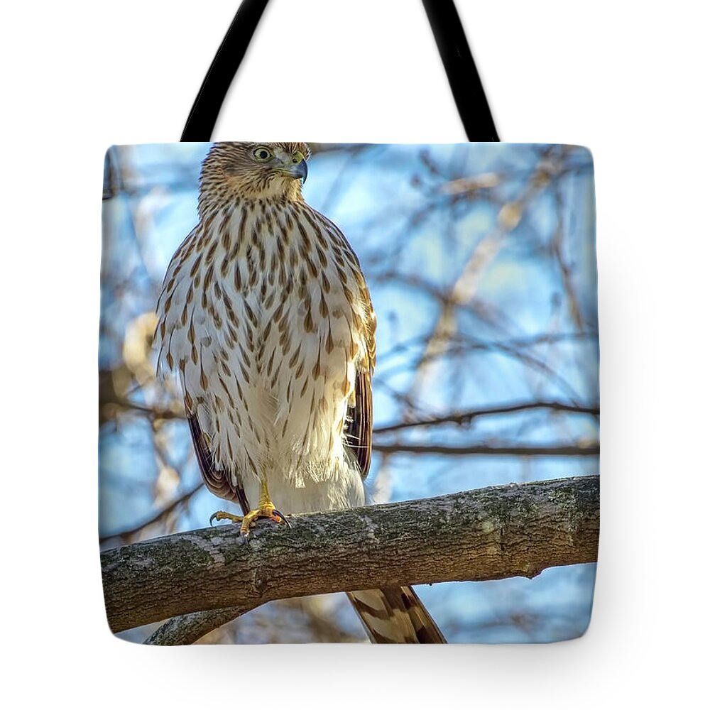 Hawk Tote Bag featuring the photograph Coopers Hawk by Ron Grafe