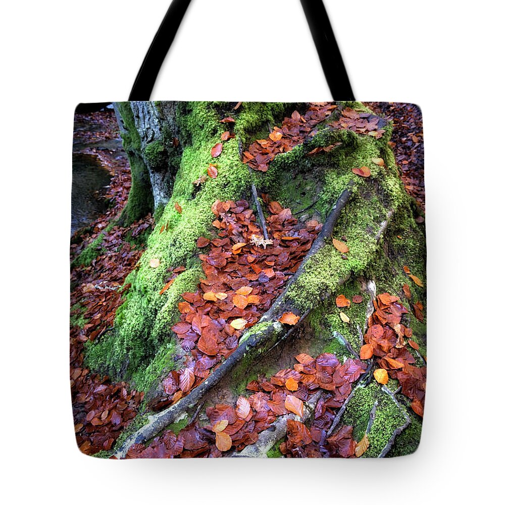 Nature Tote Bag featuring the photograph Copper Beech at Autumn by Shirley Mitchell