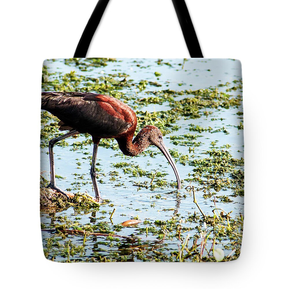 Glossy Ibis Tote Bag featuring the photograph Copper Searcher by Norman Johnson
