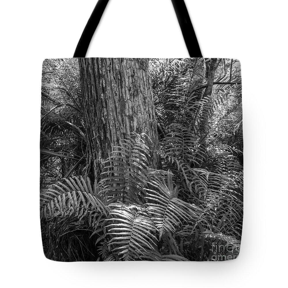 Bald Cypress Tote Bag featuring the photograph Corkscrew Swamp Ferns and Cypress by L Bosco