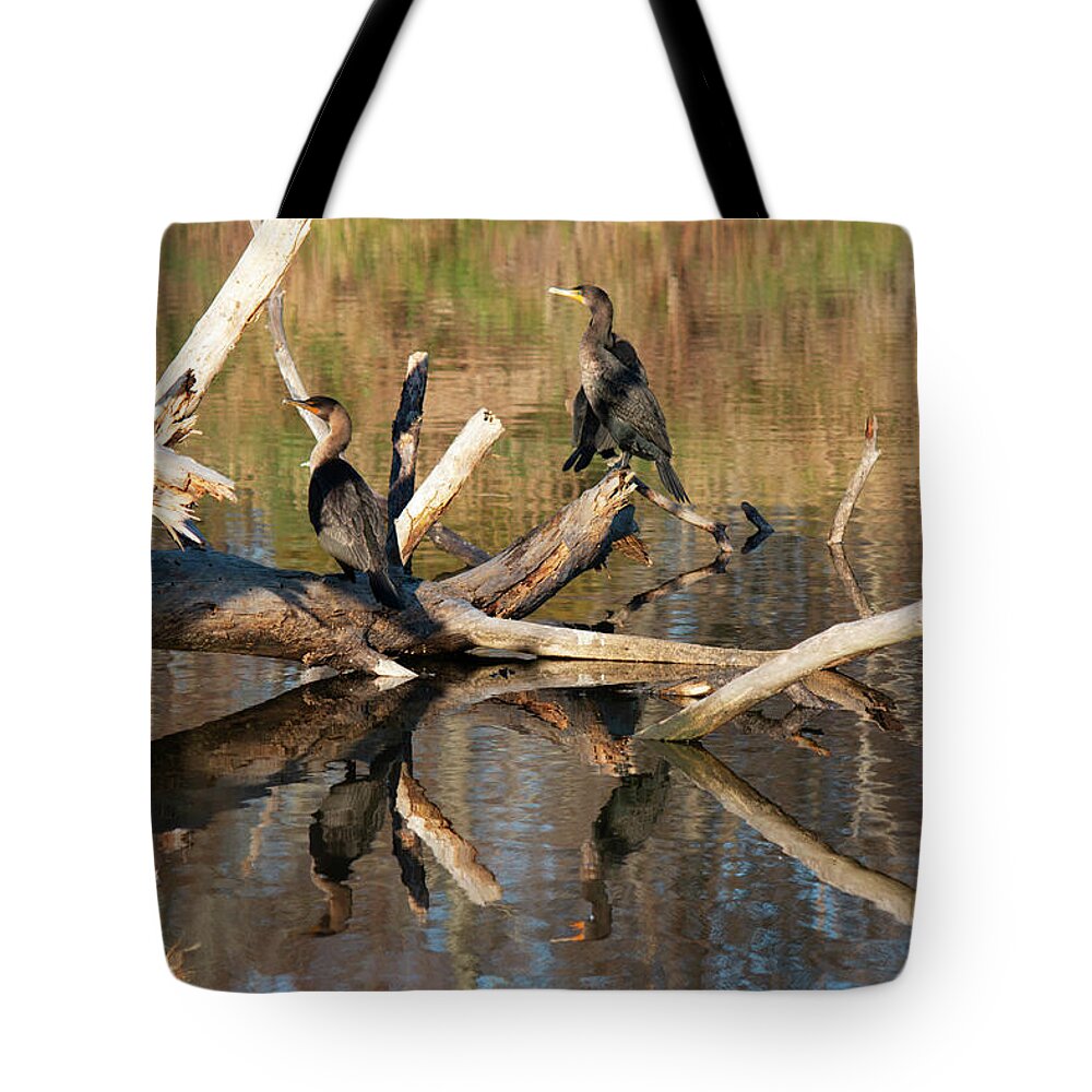 Cormorant Tote Bag featuring the painting Cormorants by Rebecca Davis
