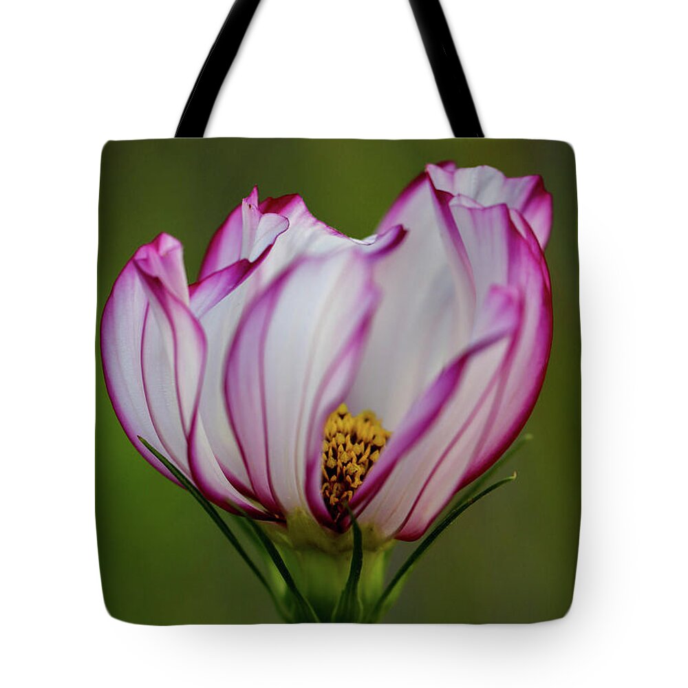 Cosmo Tote Bag featuring the photograph Cosmo Dance by Mary Anne Delgado