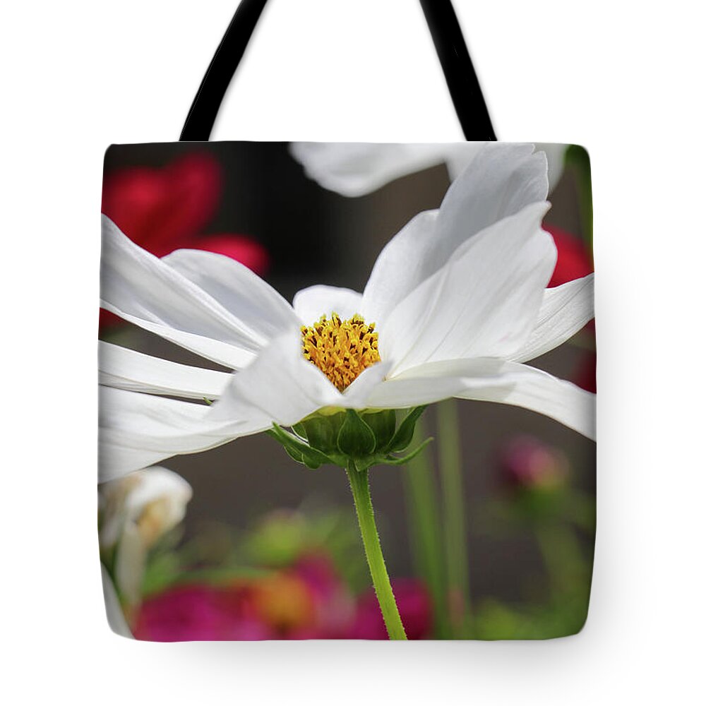 Cosmo Tote Bag featuring the photograph Cosmo in the Garden by Mary Anne Delgado