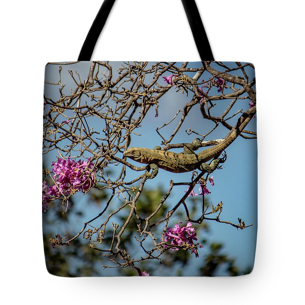 Animal Tote Bag featuring the photograph Costa Rican Lizard by Cindy Robinson