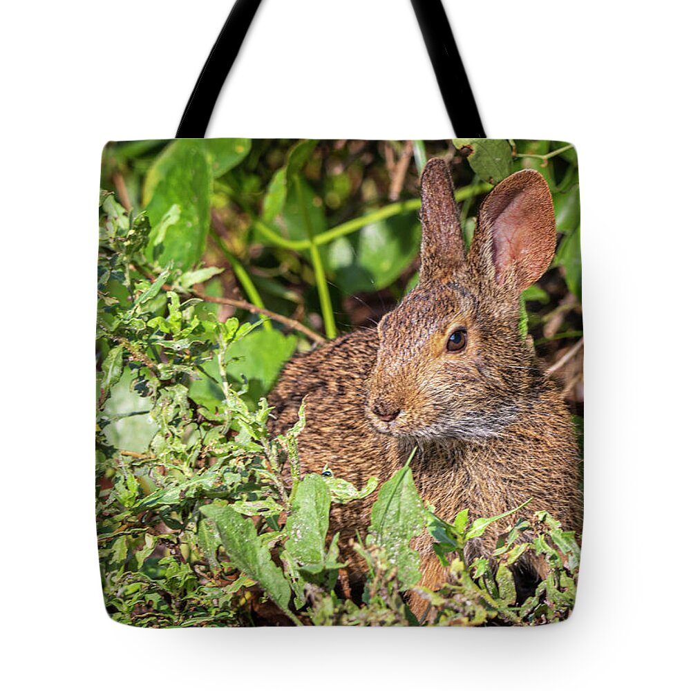 Rabbit Tote Bag featuring the photograph Cottontail Rabbit at Fort Macon State Park by Bob Decker