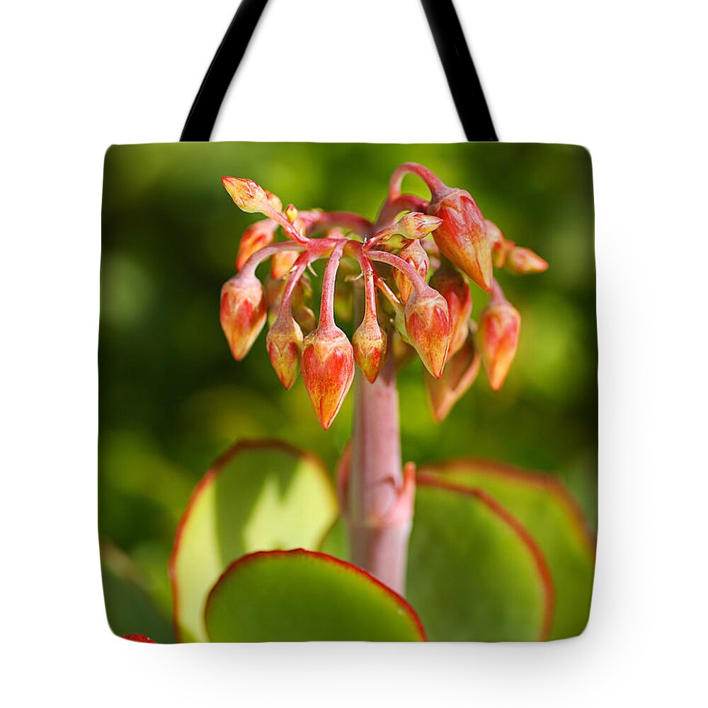 Succulent With Buds Tote Bag featuring the photograph Cotyledon Macrantha Succulent by Joy Watson
