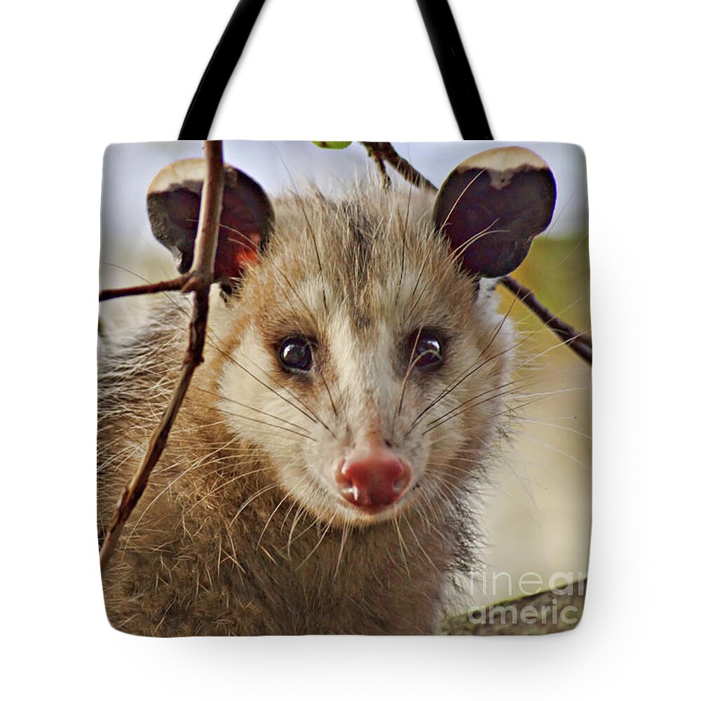 Possum Tote Bag featuring the photograph Coucou - close-up by Nikolyn McDonald