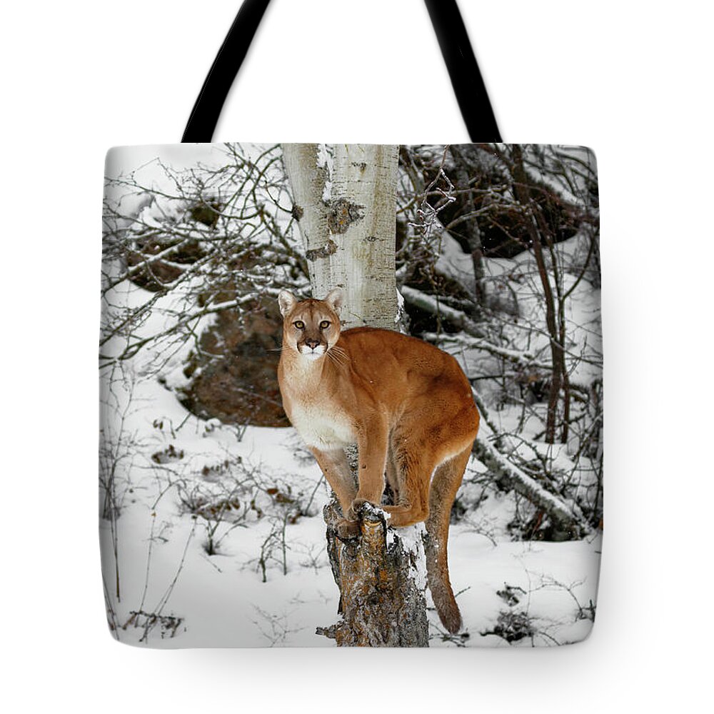 Cougar Perch Tote Bag featuring the photograph Cougar Perch by Wes and Dotty Weber
