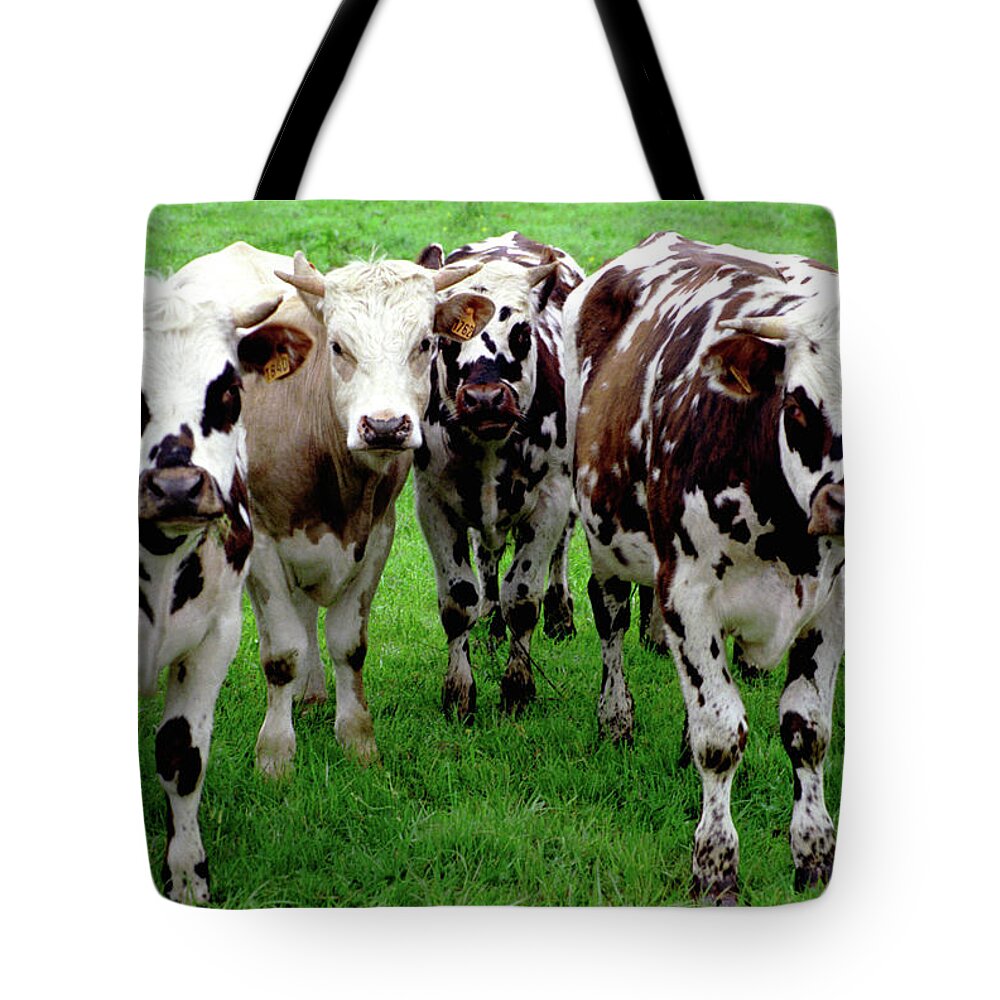 Agriculture Tote Bag featuring the photograph Cow Group by Frank DiMarco